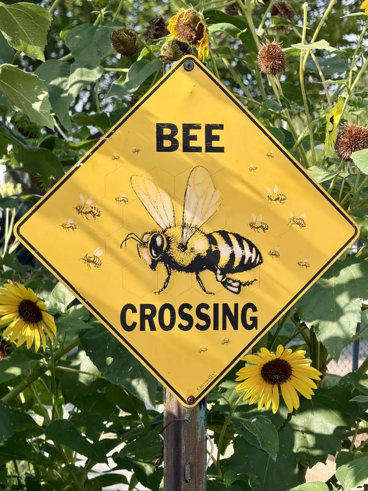A yellow Bee Crossing sign among sunflowers in the pollinator beds