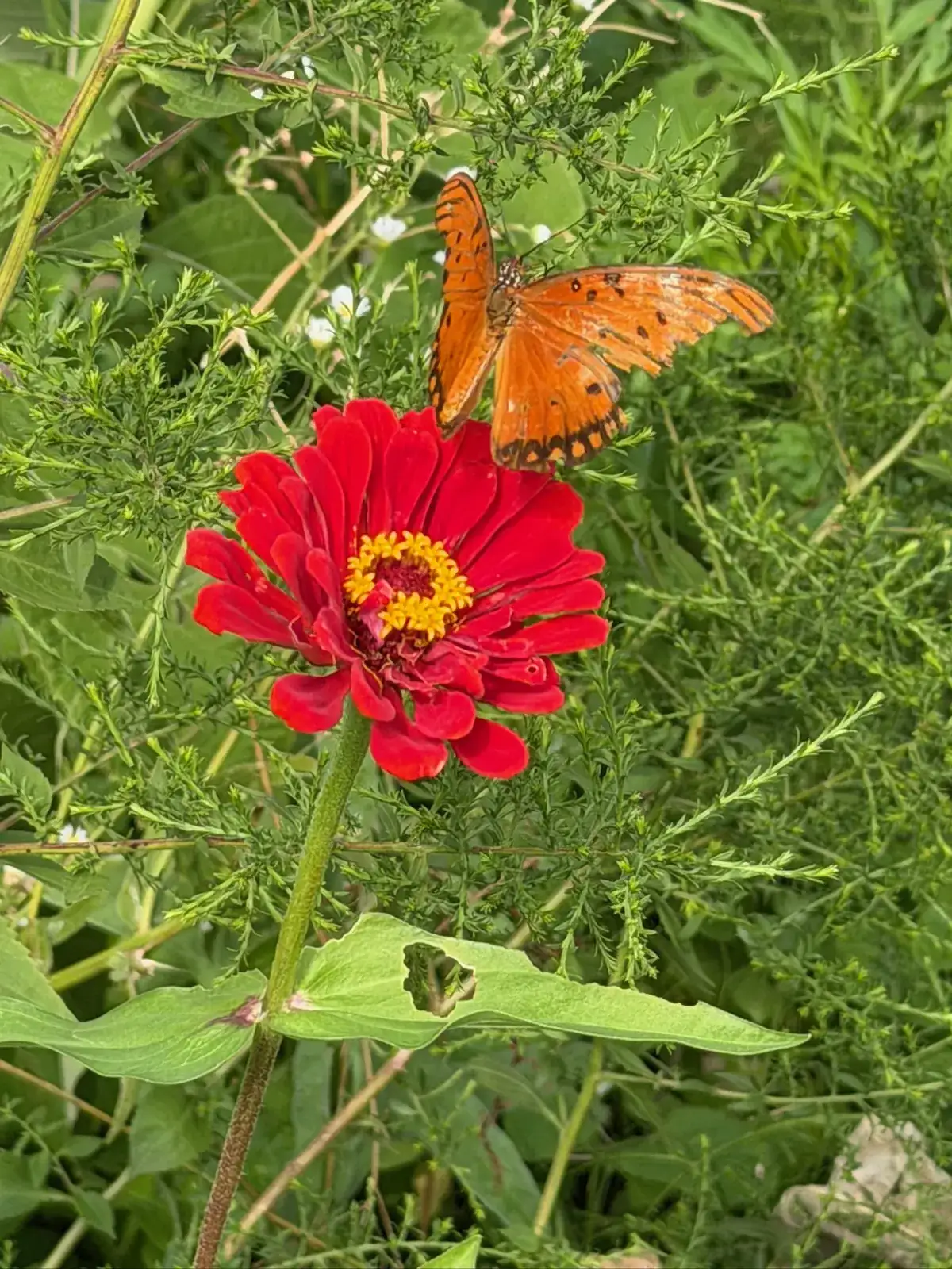 An orange butterfly on a red zinnia bloom