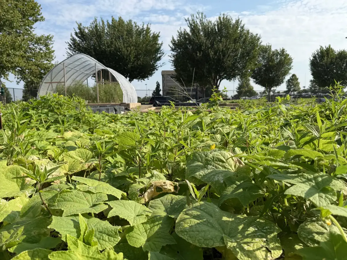 Rows of leafy crops growing beside the garden greenhouse