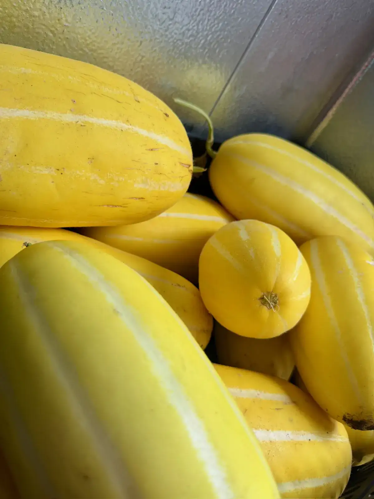 Yellow squash and melons gathered from the garden beds