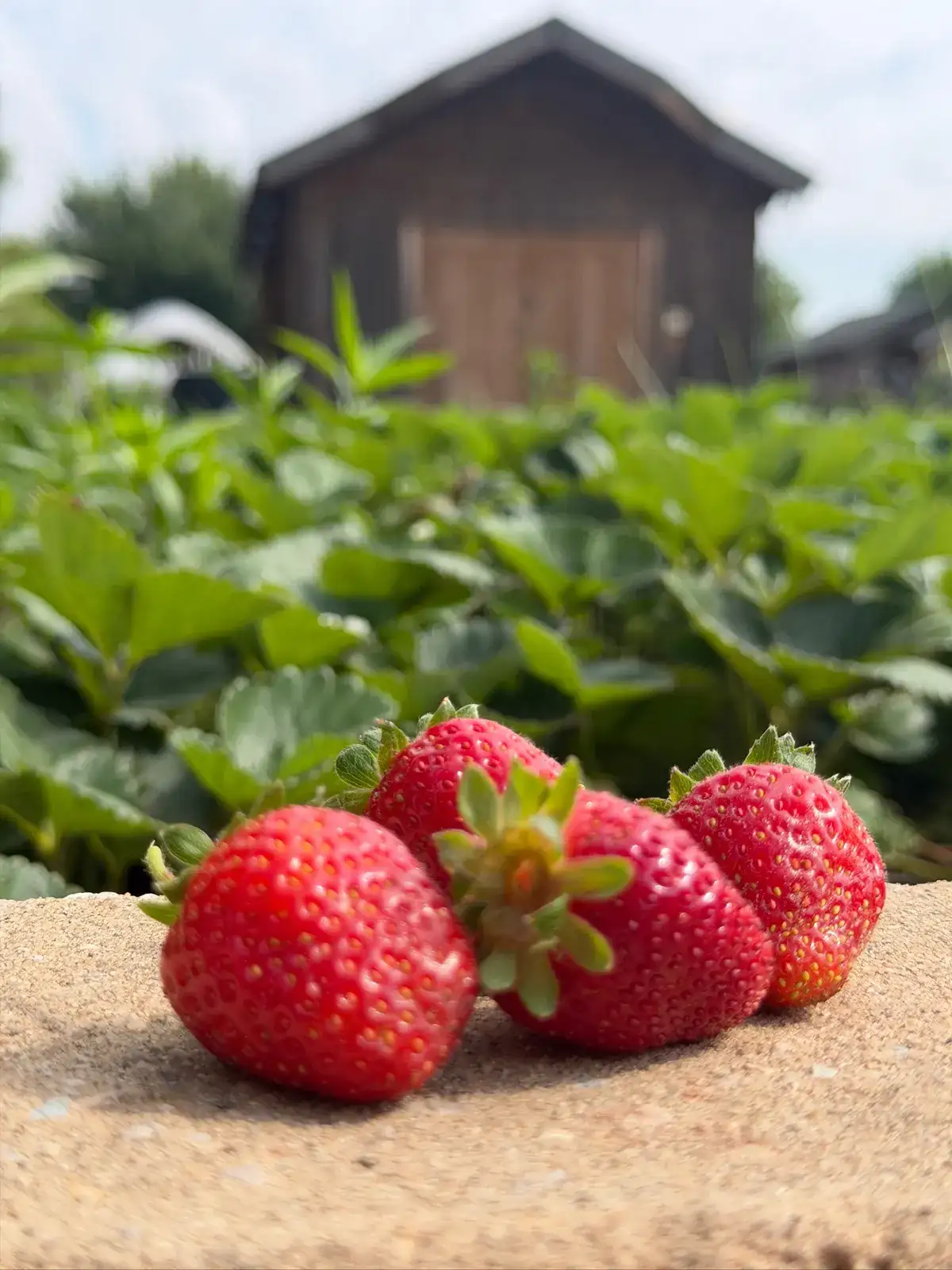 Freshly picked strawberries harvested at the garden