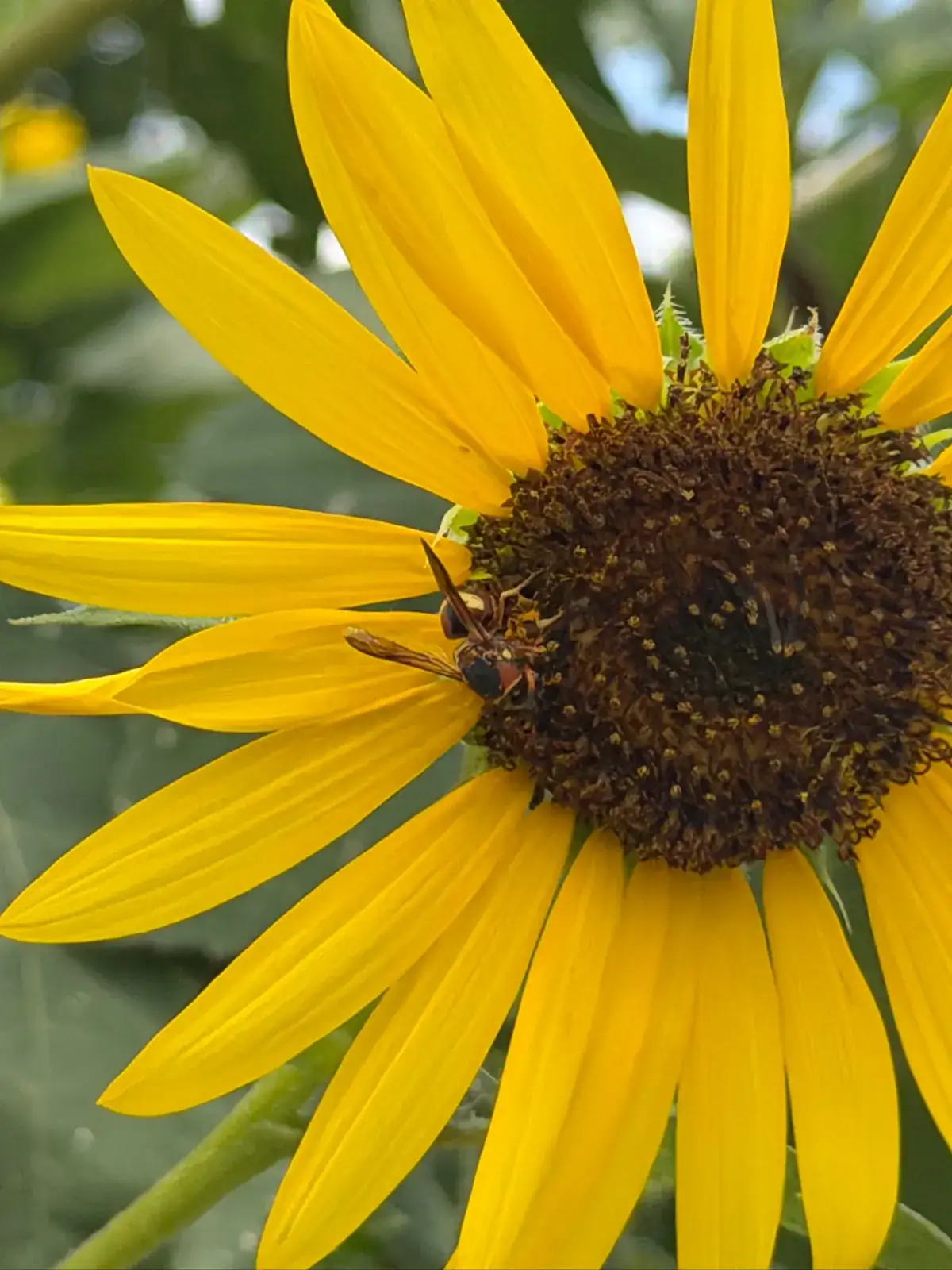 A honeybee resting on a bright sunflower in the garden