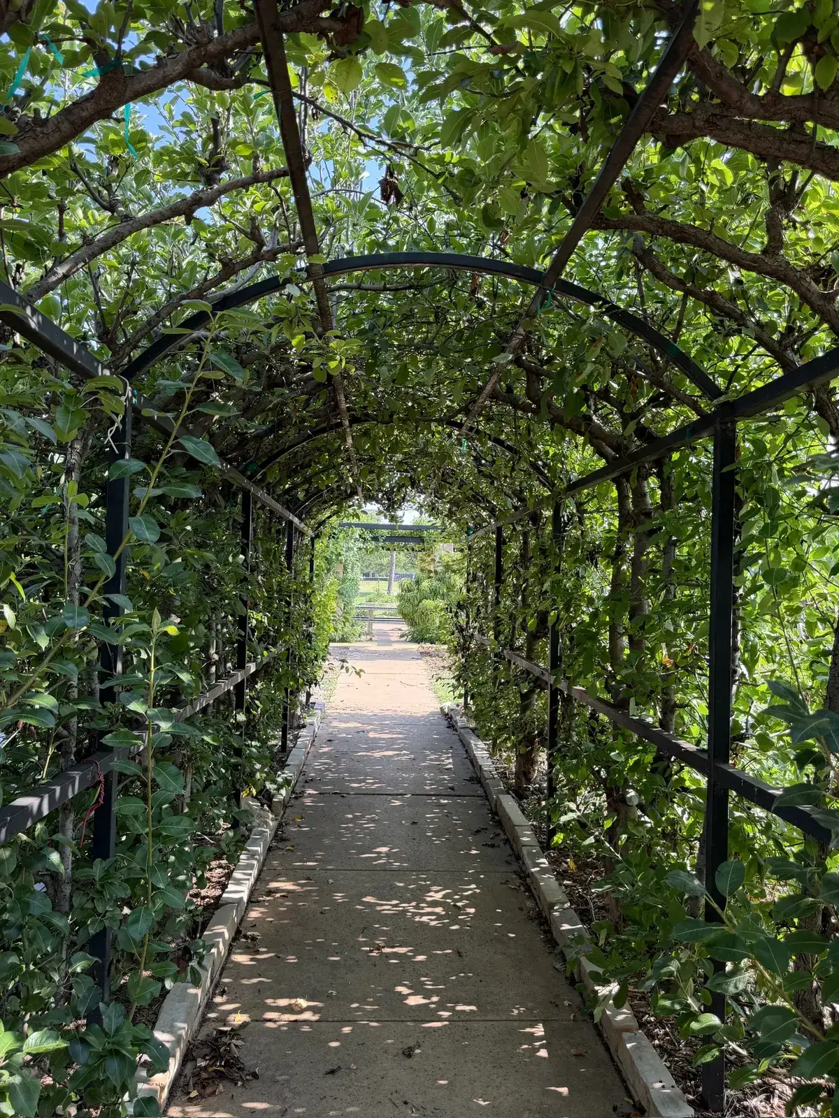 Vine-covered trellis tunnel over a garden walkway