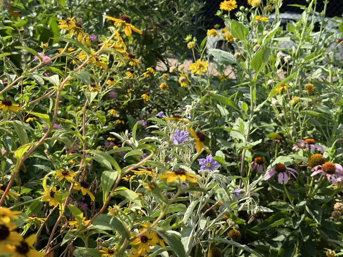 A patch of native wildflowers along the garden edge